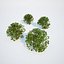 Formed Hedge Collection