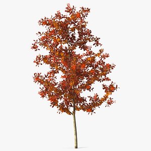 3D Young White Oak Autumn