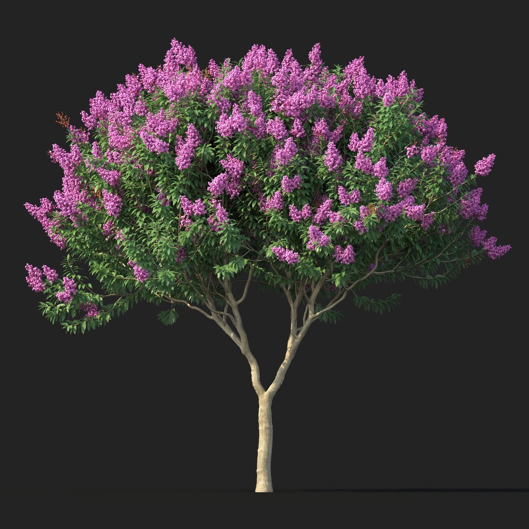 Crape myrtle No 1 with flowers 3D model https://p.turbosquid.com/ts-thumb/nr/bZBxFC/JM/rend1.3/jpg/1626766035/1920x1080/fit_q87/3aa3057f17a7df2705f228088f2c0c3a5a263bc5/rend1.3.jpg