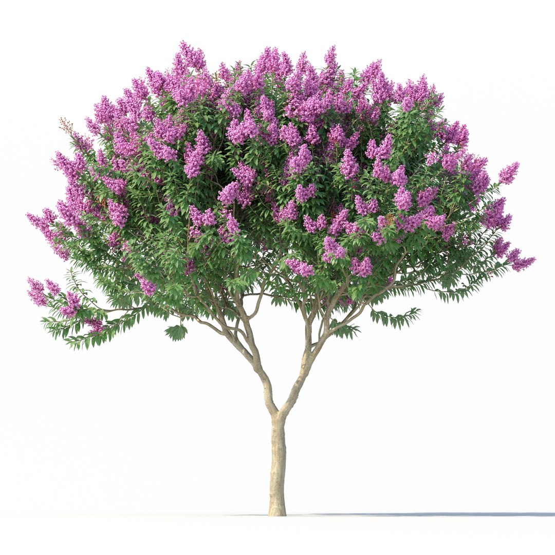 Crape myrtle No 1 with flowers 3D model https://p.turbosquid.com/ts-thumb/nr/bZBxFC/WG/preview/jpg/1626766157/1920x1080/fit_q87/90a3f879755c611f7a294cf5604d7666632c2b32/preview.jpg