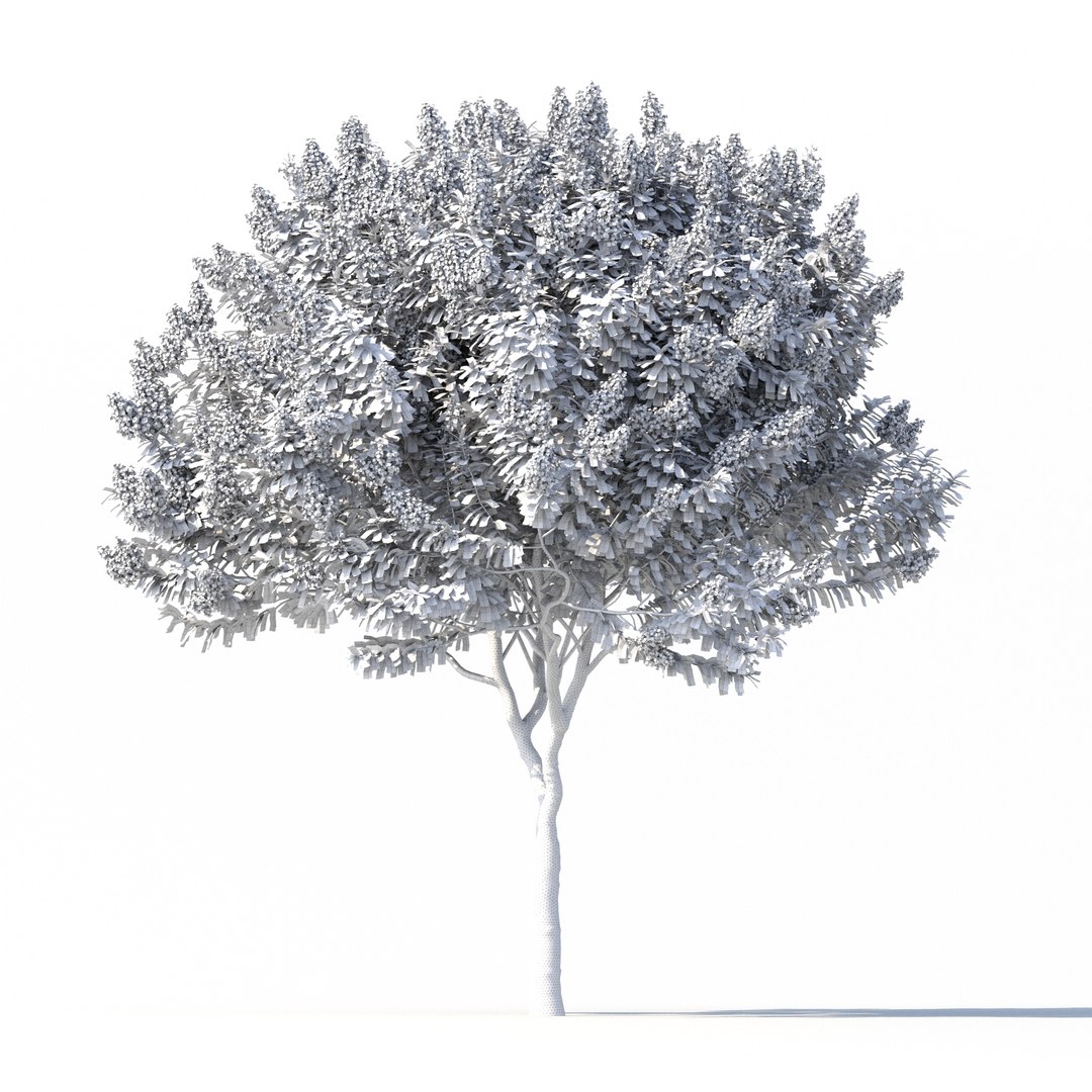 Crape myrtle No 1 with flowers 3D model https://p.turbosquid.com/ts-thumb/nr/bZBxFC/aT/rend3.1/jpg/1626766058/1920x1080/fit_q87/040250636ea76192e3b70869fe3c7784ad43c63a/rend3.1.jpg