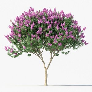 Crape myrtle No 1 with flowers