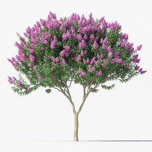 Crape myrtle No 1 with flowers