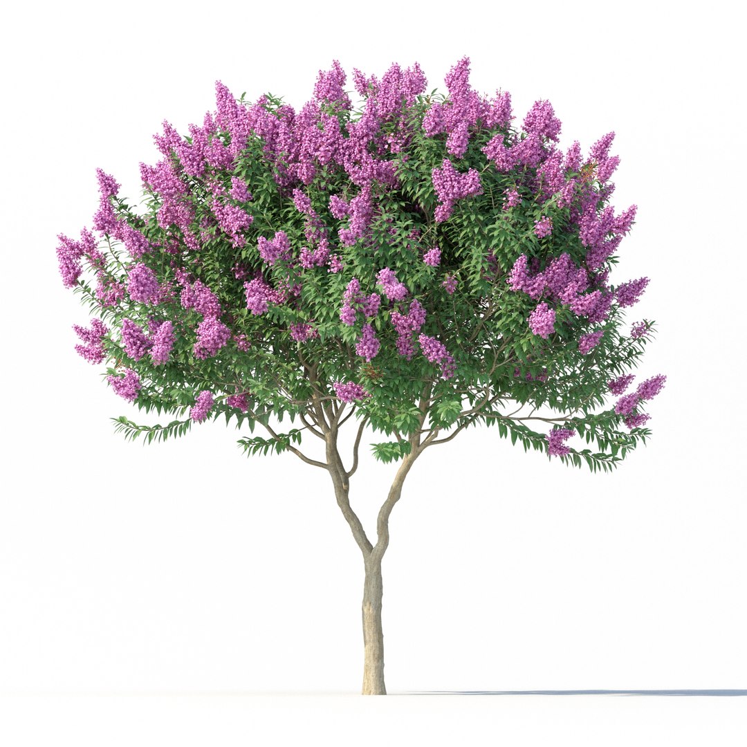 Crape myrtle No 1 with flowers 3D model https://p.turbosquid.com/ts-thumb/nr/bZBxFC/jG/rend2.1/jpg/1626766038/1920x1080/fit_q87/8bc56a36b03d03e46678bb6092f0f8c868e30551/rend2.1.jpg