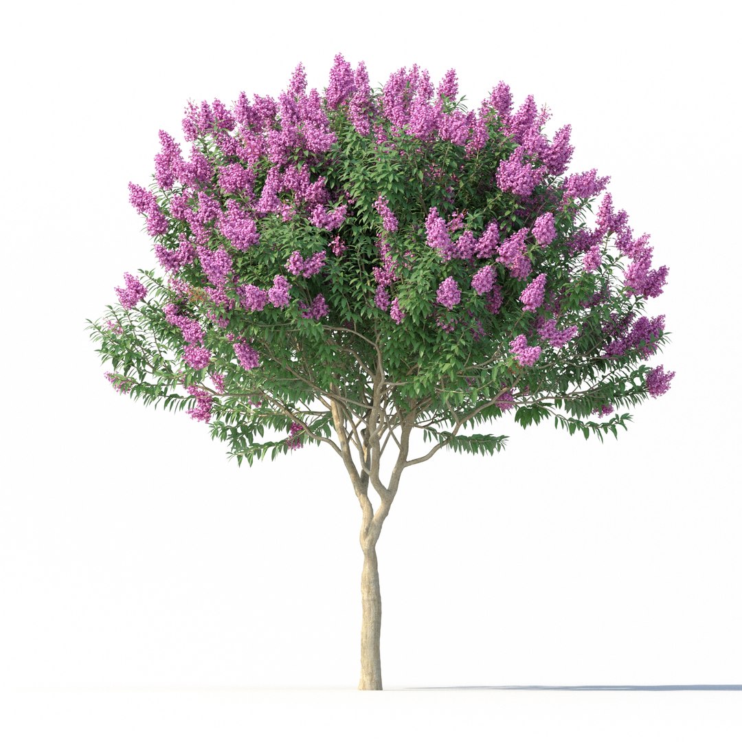 Crape myrtle No 1 with flowers 3D model https://p.turbosquid.com/ts-thumb/nr/bZBxFC/om/rend2.3/jpg/1626766069/1920x1080/fit_q87/96eebdc3f357aef5342e326e3dfd791a8950109b/rend2.3.jpg