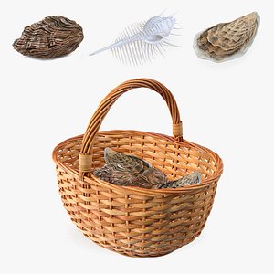 3D Basket with Sea Shells Collection model