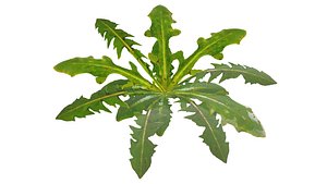 3D model wild chicory