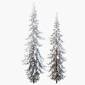 Winter Norway Spruce 02 3D model