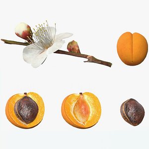 Apricot 3D