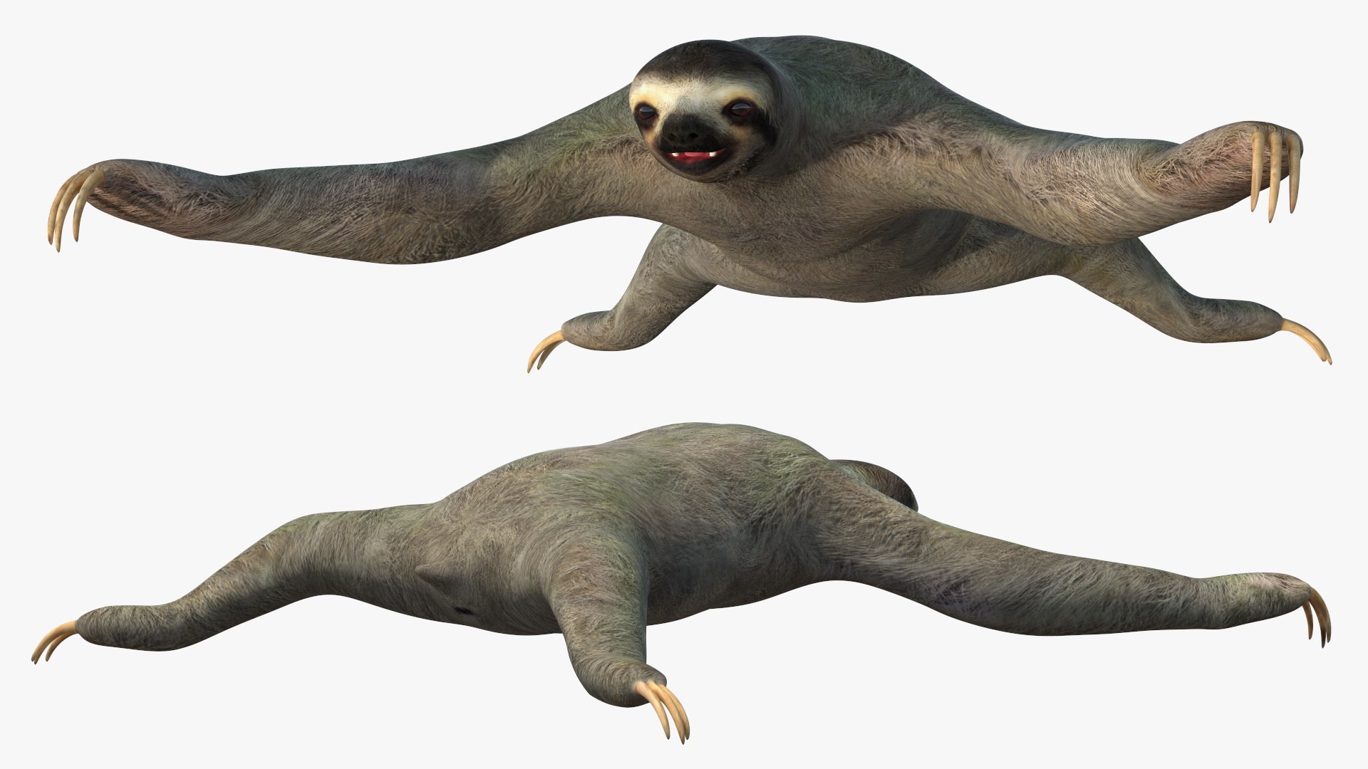 3D Sloth https://p.turbosquid.com/ts-thumb/nr/xVI8TR/Cp/slothvray3dmodel009/jpg/1705981606/1920x1080/fit_q87/ac61edb683758f79db1f02c6f8fb226a5d013894/slothvray3dmodel009.jpg