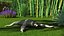Sloth