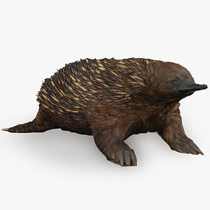 anteater