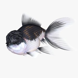 3D model Goldfish Oranda Black and White