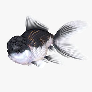 Goldfish Oranda Black and White