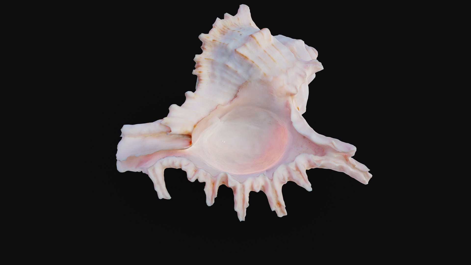 3D shell murex sea - TurboSquid 1627558