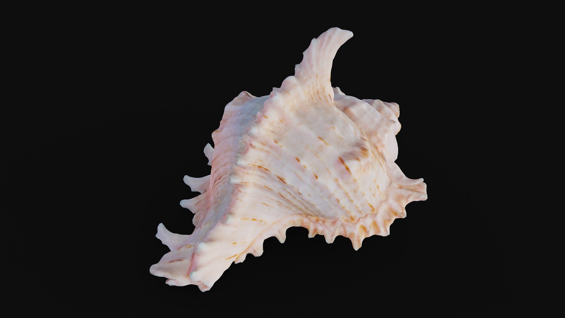 3D shell murex sea - TurboSquid 1627558
