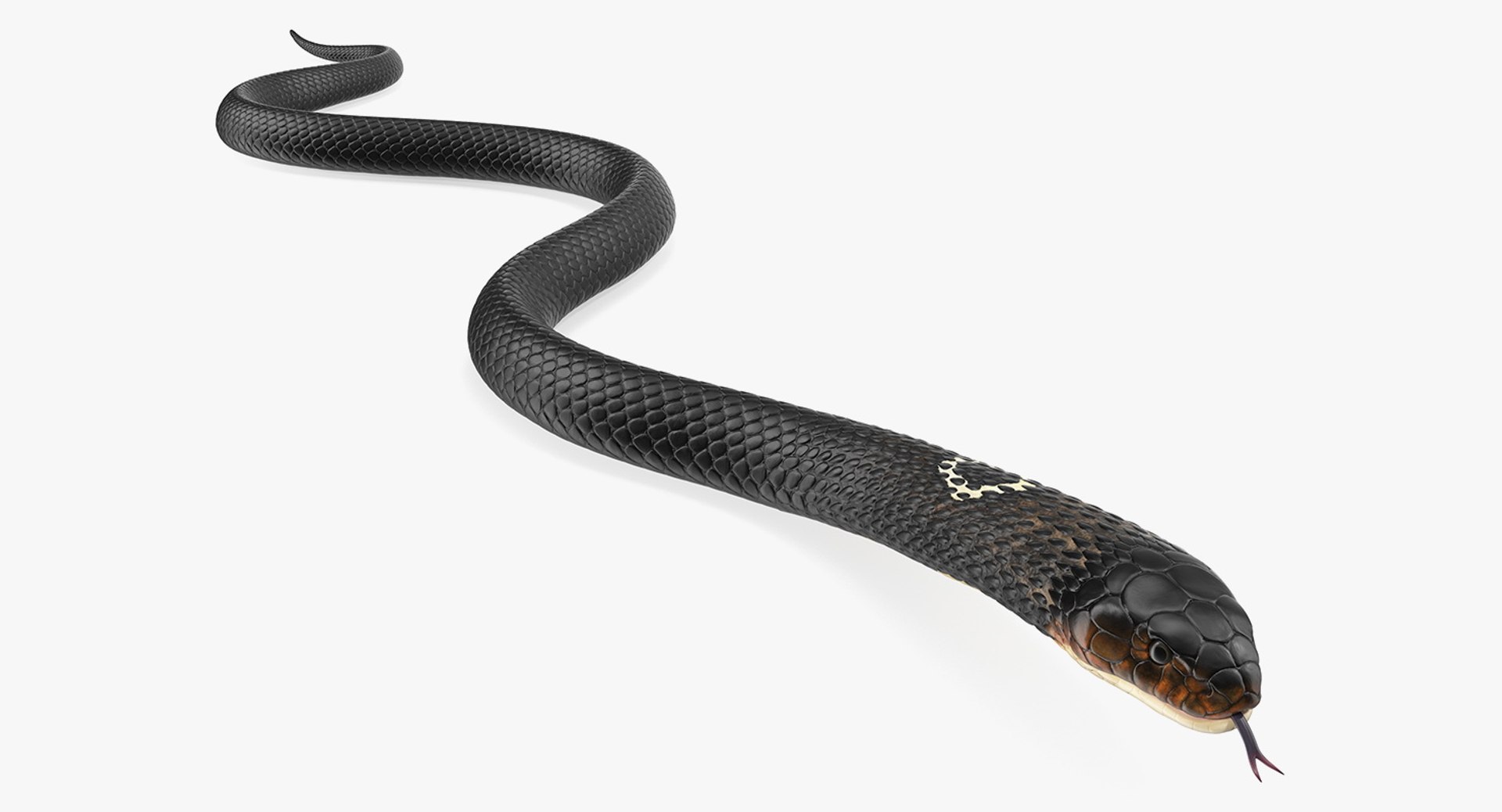 Dark Cobra Snake Crawling 3D model preview