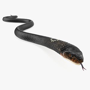 Dark Cobra Snake Crawling