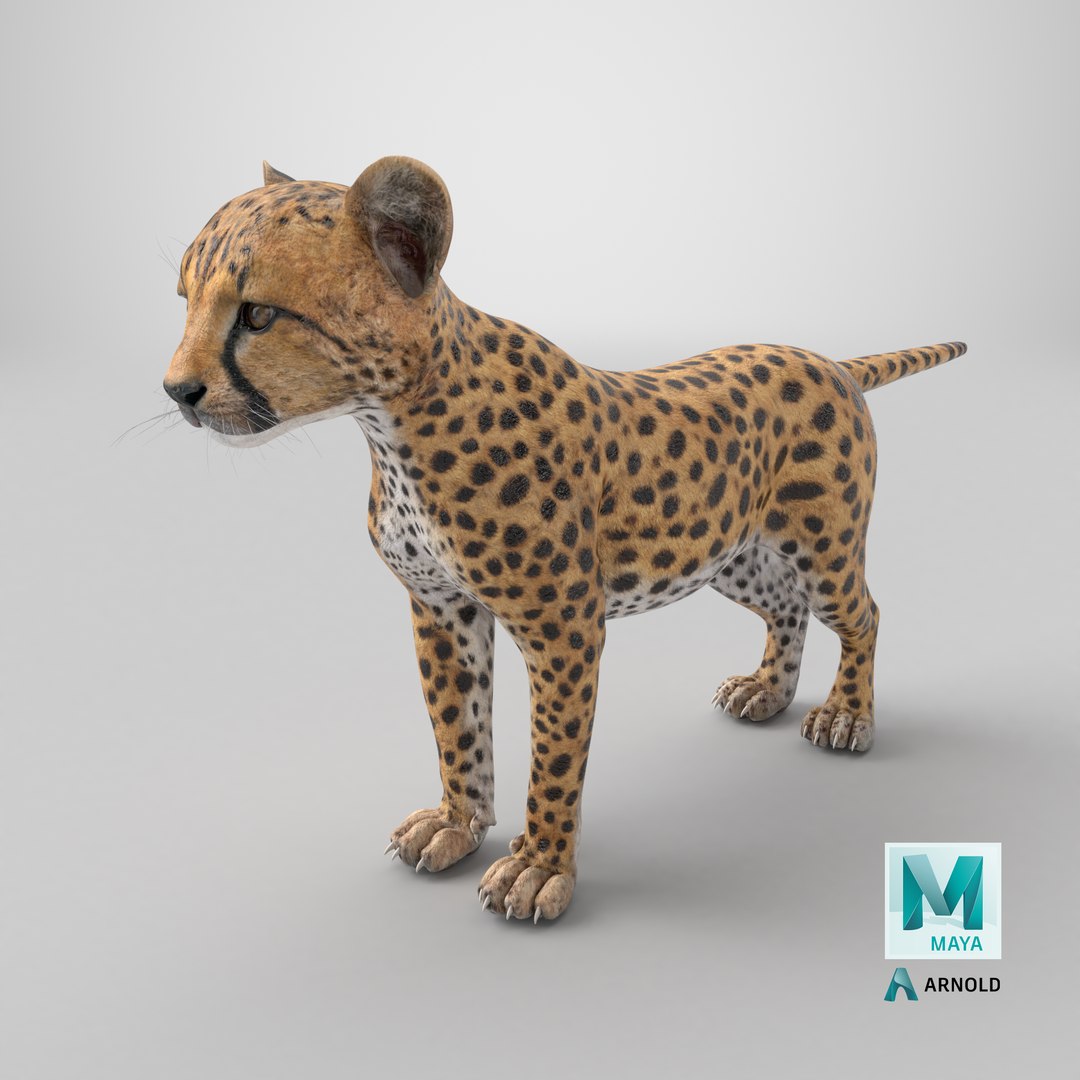 3D Cheetah Cub https://p.turbosquid.com/ts-thumb/ns/WY4uQC/Lx/stemcell_maya_arnold_render/png/1743693160/1920x1080/fit_q87/9b1fdacf90becea7cb2971973be474df6b8dbea3/stemcell_maya_arnold_render.jpg