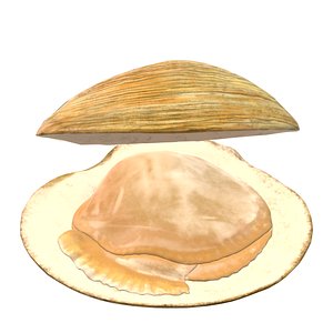 Clam 3D