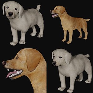 3D Labrador and puppy Labrador model