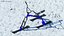 Snowmobiles Collection 2 3D model