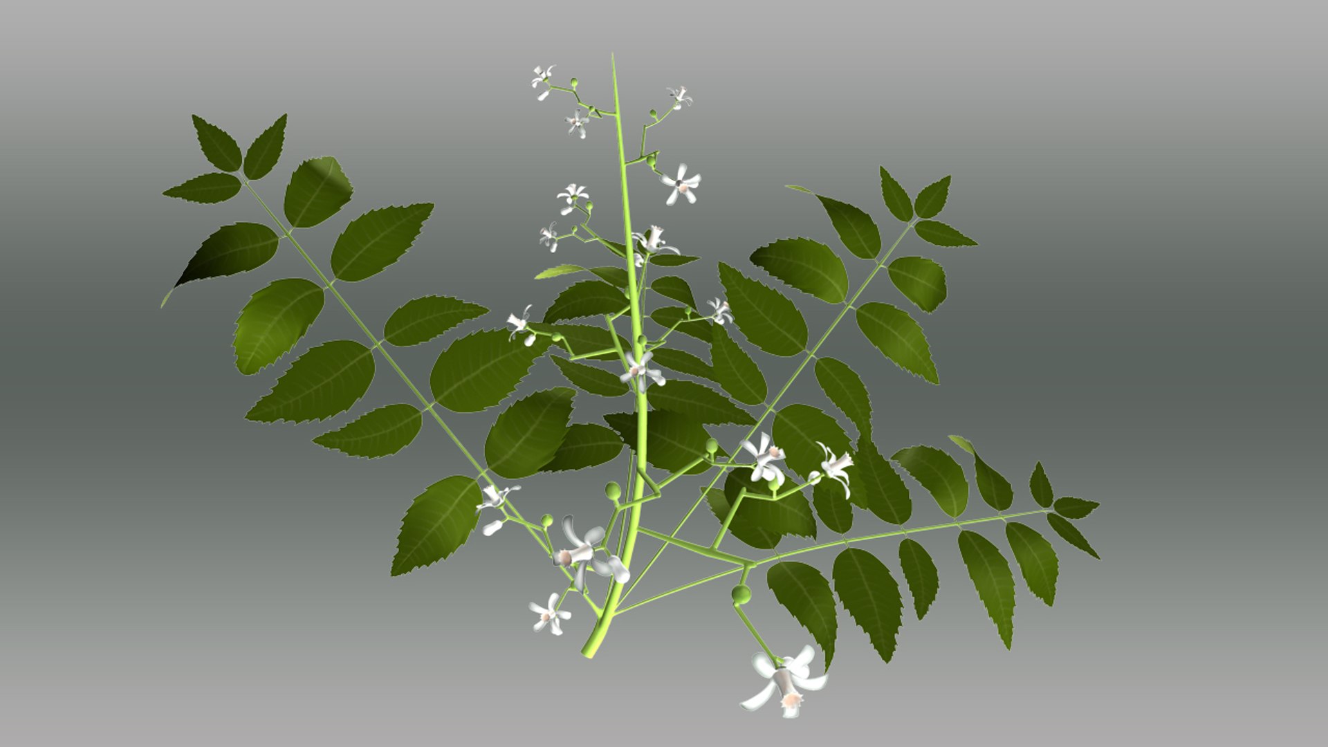 Azadirachta Trees Indica Obj