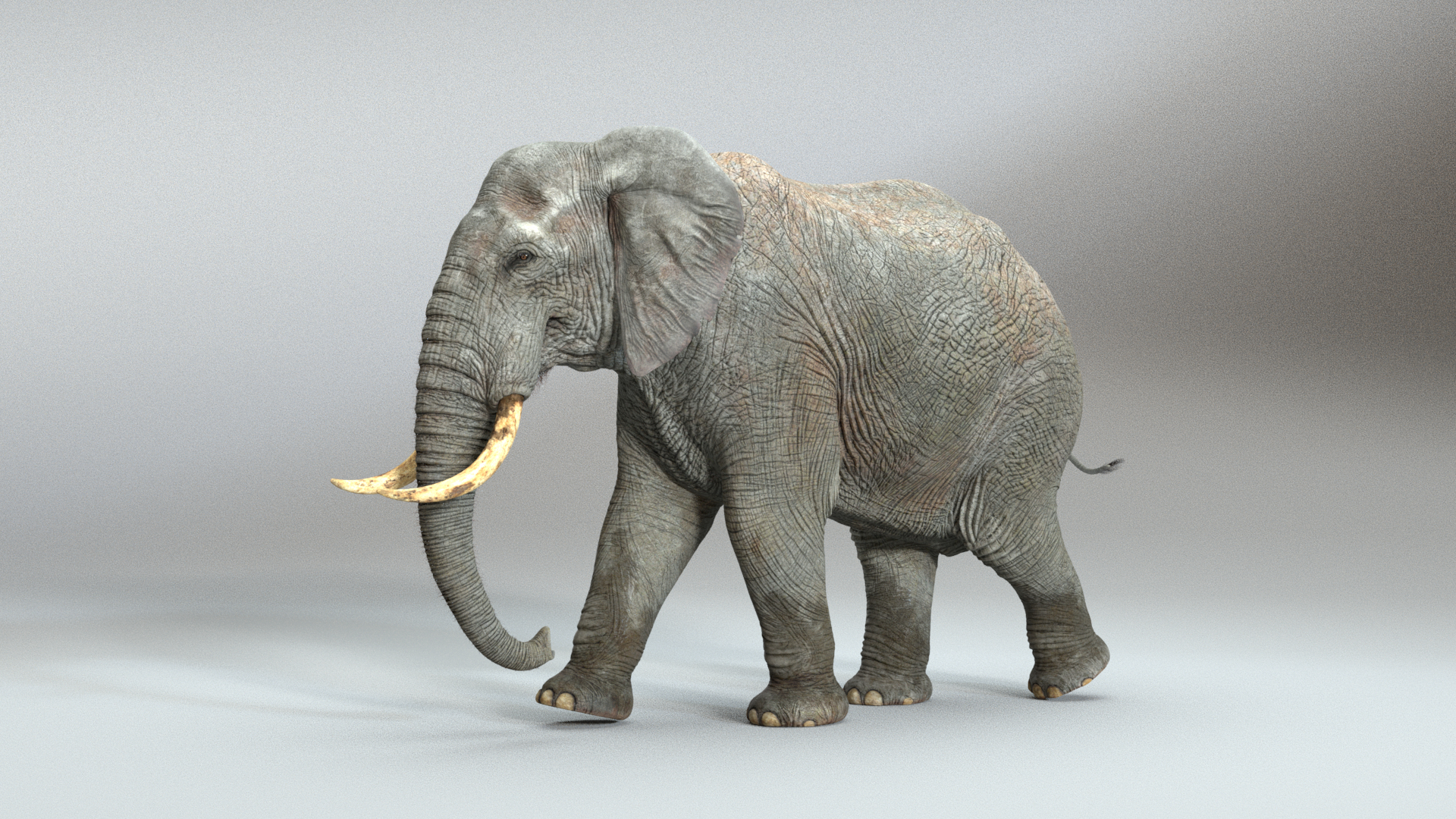 Elephant ANIMATED 3D Model - TurboSquid 2304753