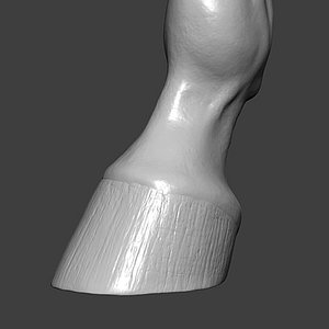Horse Hoof Highpoly Sculpt 3D model