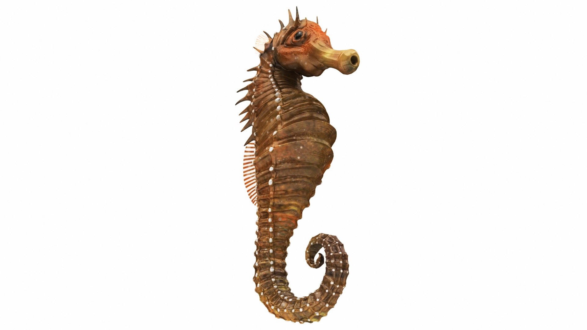 3D crab sea star horse https://p.turbosquid.com/ts-thumb/nt/6OZsxU/3bRBZCik/seahorse_view03/jpg/1579423061/1920x1080/fit_q87/3a3c4321cf6ec02ef9fe695c393957c3c8b62f15/seahorse_view03.jpg