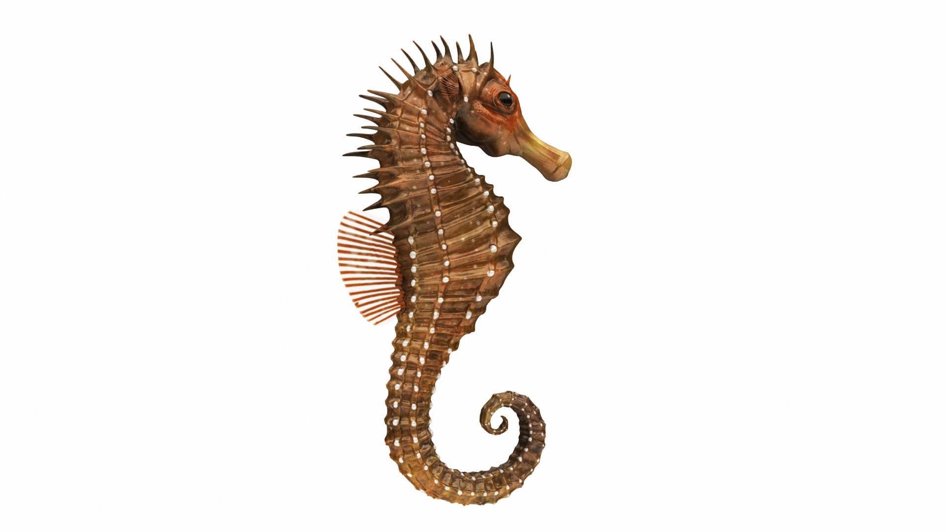 3D crab sea star horse https://p.turbosquid.com/ts-thumb/nt/6OZsxU/7B3KRTtc/seahorse_view04/jpg/1579423061/1920x1080/fit_q87/0a2db92a0acca57665bfdd3cd8b0739db8ecde17/seahorse_view04.jpg
