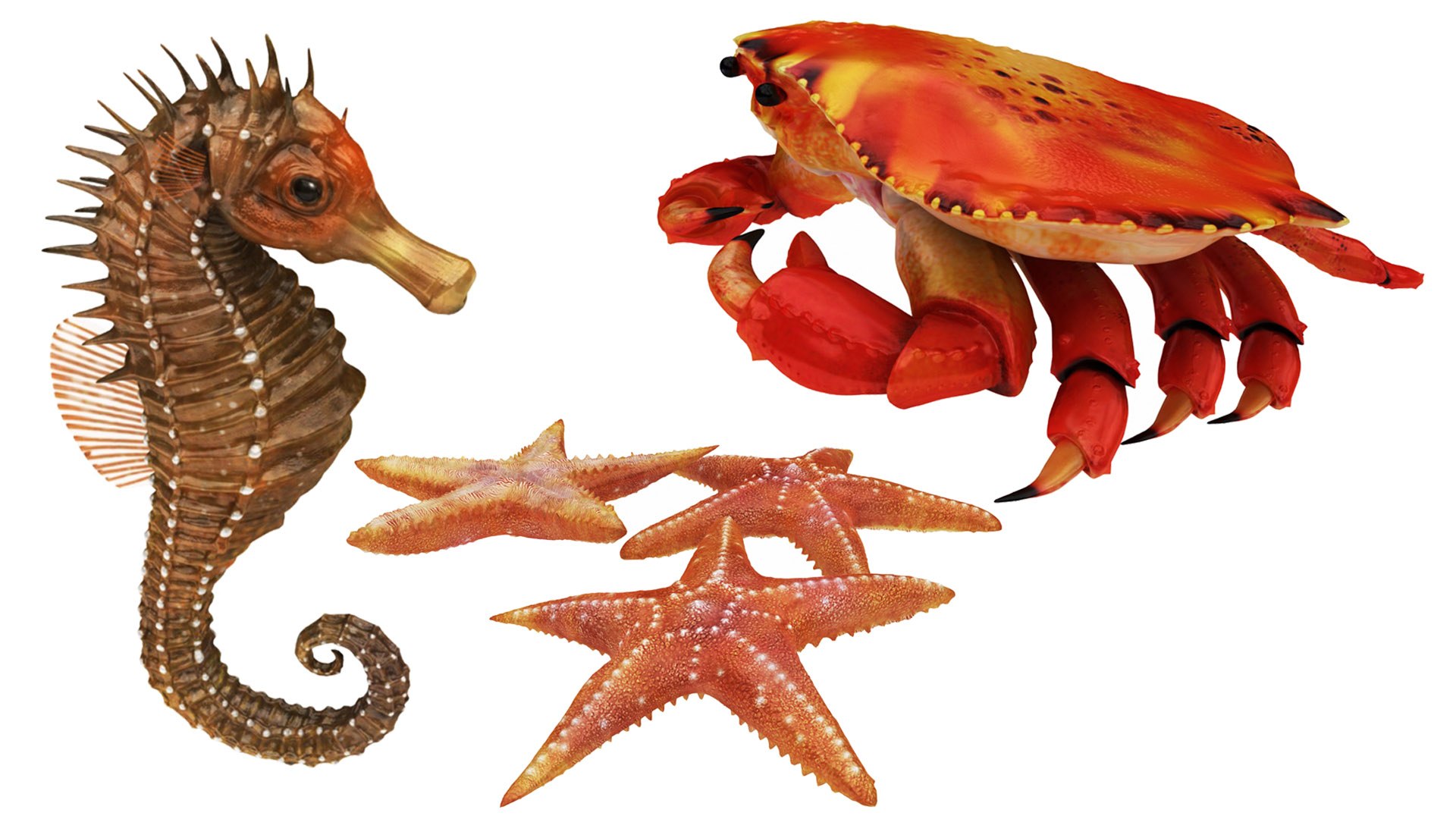 3D crab sea star horse https://p.turbosquid.com/ts-thumb/nt/6OZsxU/MNNZbB95/col81/jpg/1579422852/1920x1080/fit_q87/db9cdbc30fdcd0e087d6b7b19f6f4650209c1426/col81.jpg