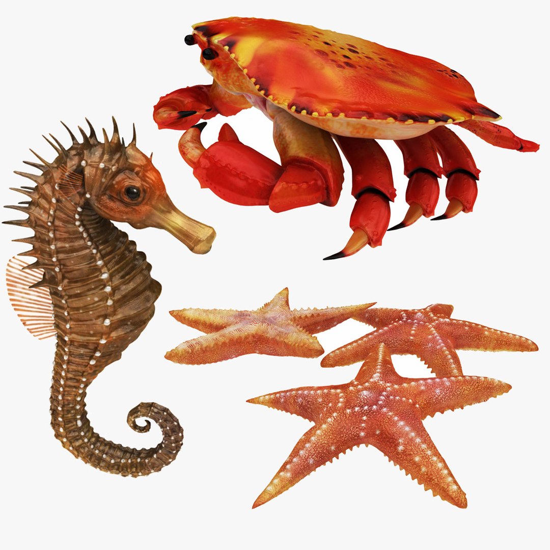3D crab sea star horse https://p.turbosquid.com/ts-thumb/nt/6OZsxU/NGxJNRjs/col8/jpg/1579422834/1920x1080/fit_q87/68aa65a18db1cdd8acf1fff056ab2d66883cc7ad/col8.jpg