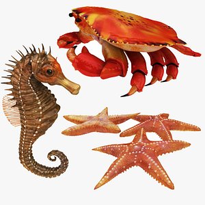 Crab Sea Star and Sea Horse Collection