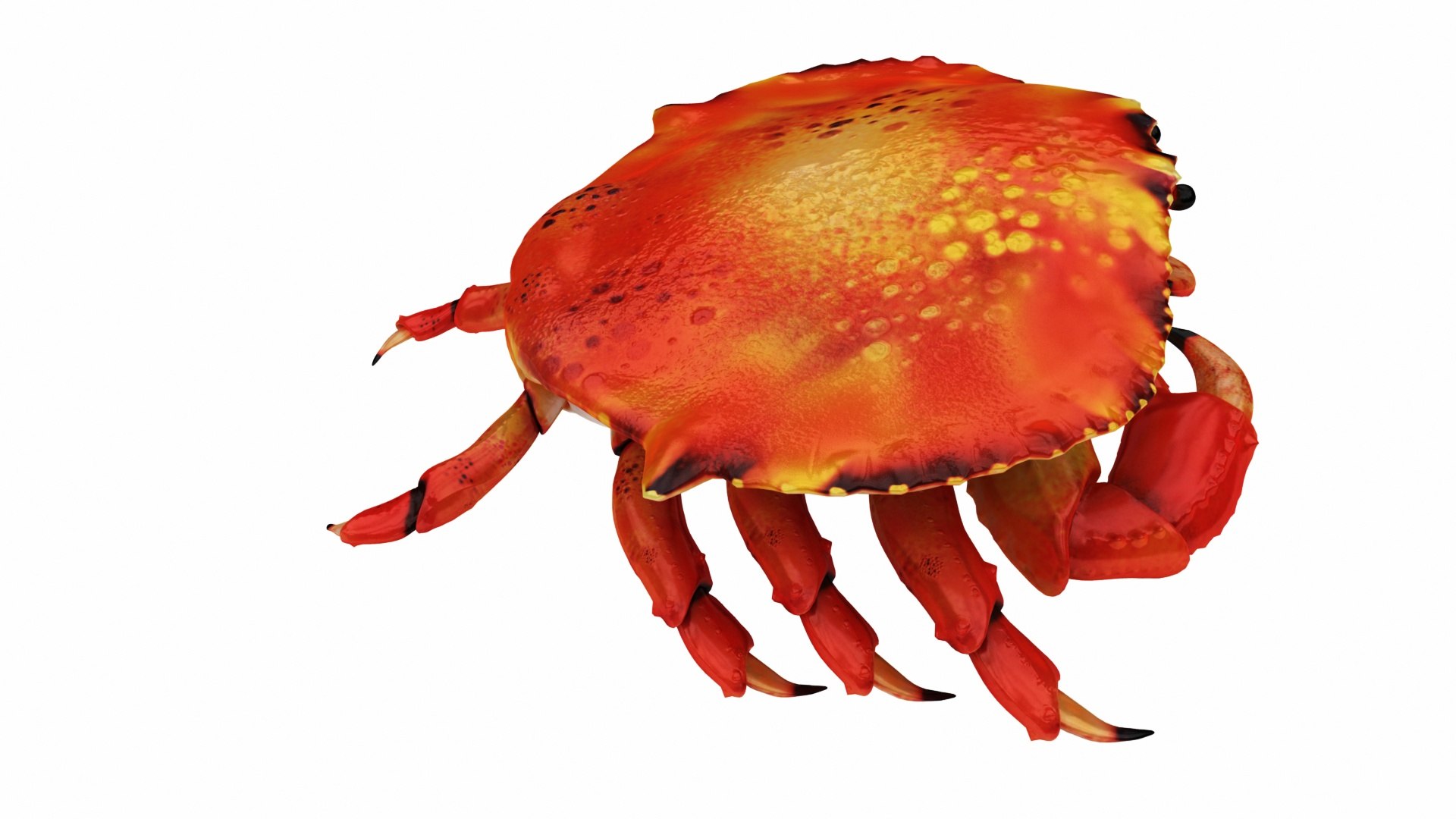 3D crab sea star horse https://p.turbosquid.com/ts-thumb/nt/6OZsxU/NU0X90GX/images_view06/jpg/1579422997/1920x1080/fit_q87/5347b927dd0e9166b84331d76c5fa05922e5c76f/images_view06.jpg