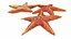 3D crab sea star horse
