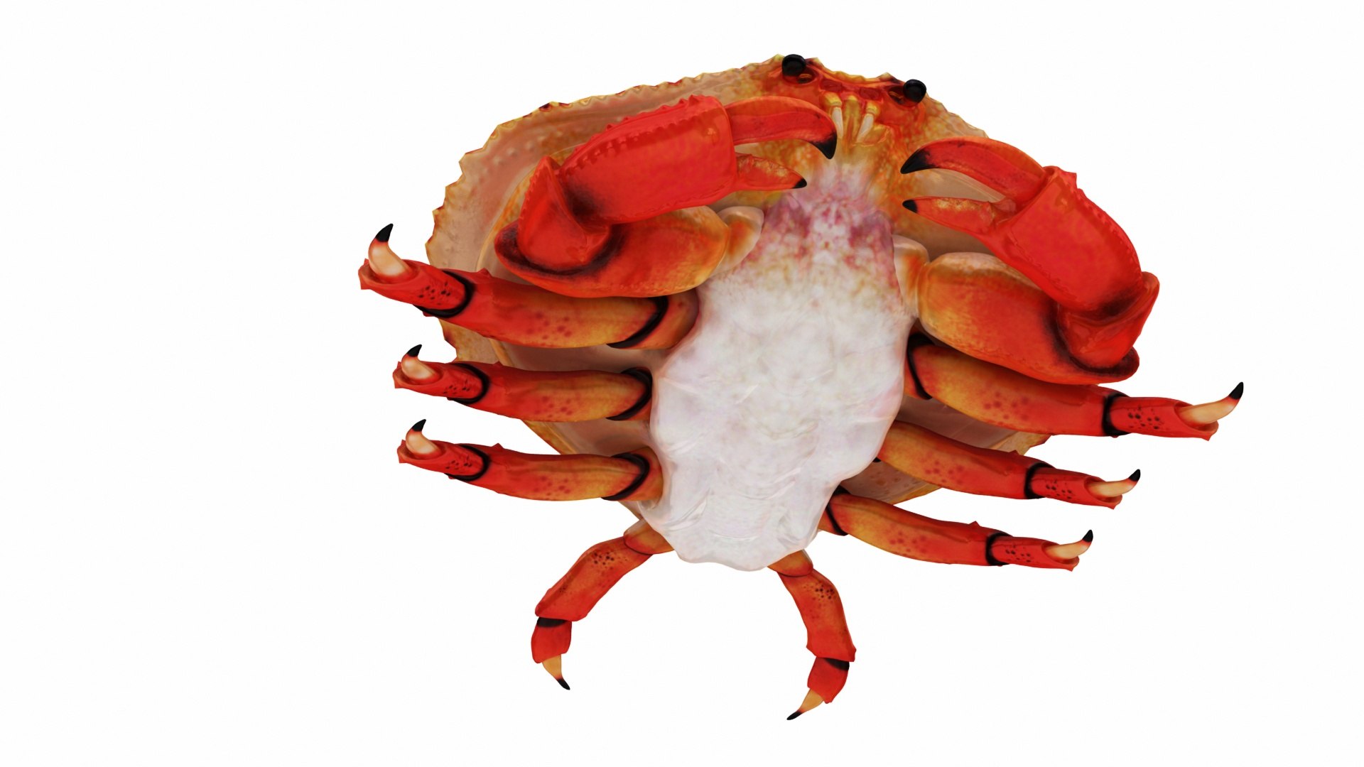 3D crab sea star horse https://p.turbosquid.com/ts-thumb/nt/6OZsxU/oWjwg2HW/images_view05/jpg/1579422997/1920x1080/fit_q87/6fc18fceb5ae288f277eecf13c9770f1b16dcfda/images_view05.jpg
