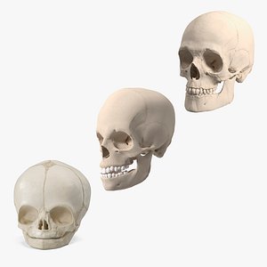3D Anatomical Human Skulls Collection