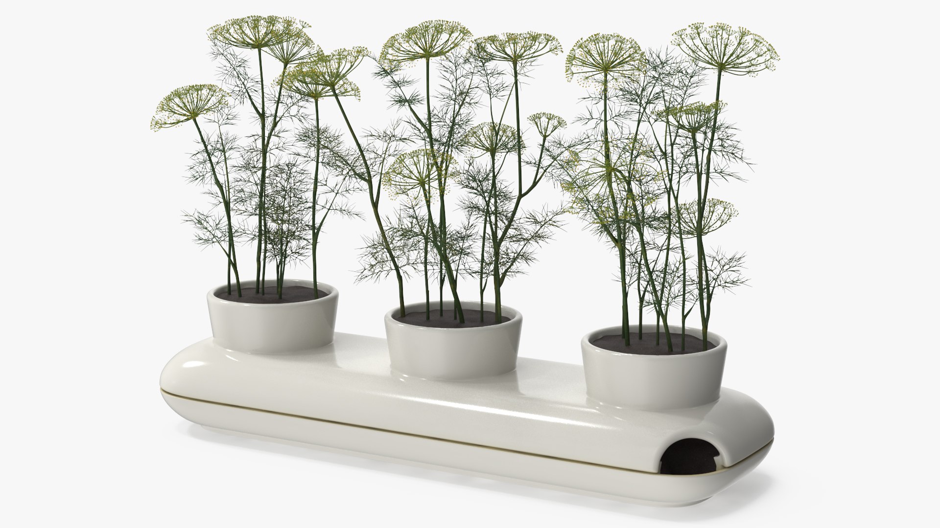 Dill Flowering Bushes in Stoneware Pot White 3D model preview