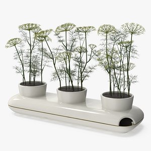 Dill Flowering Bushes in Stoneware Pot White 3D model