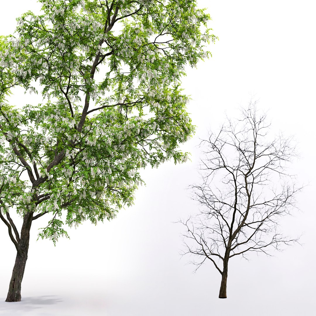 acacia tree 3D model https://p.turbosquid.com/ts-thumb/nt/Hli52Z/6w/3/jpg/1614421926/1920x1080/fit_q87/4485a10150100e1fac6b1000f8b67f5ae4517bda/3.jpg
