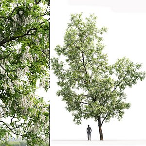 Robinia pseudoacacia 03