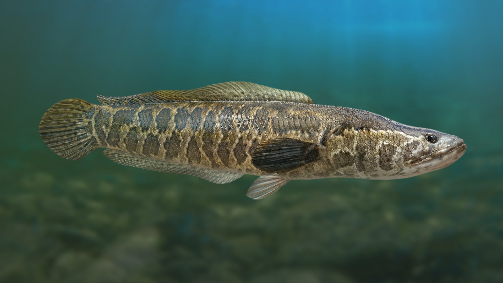 Snakehead Fish Animated Model - TurboSquid 1815986