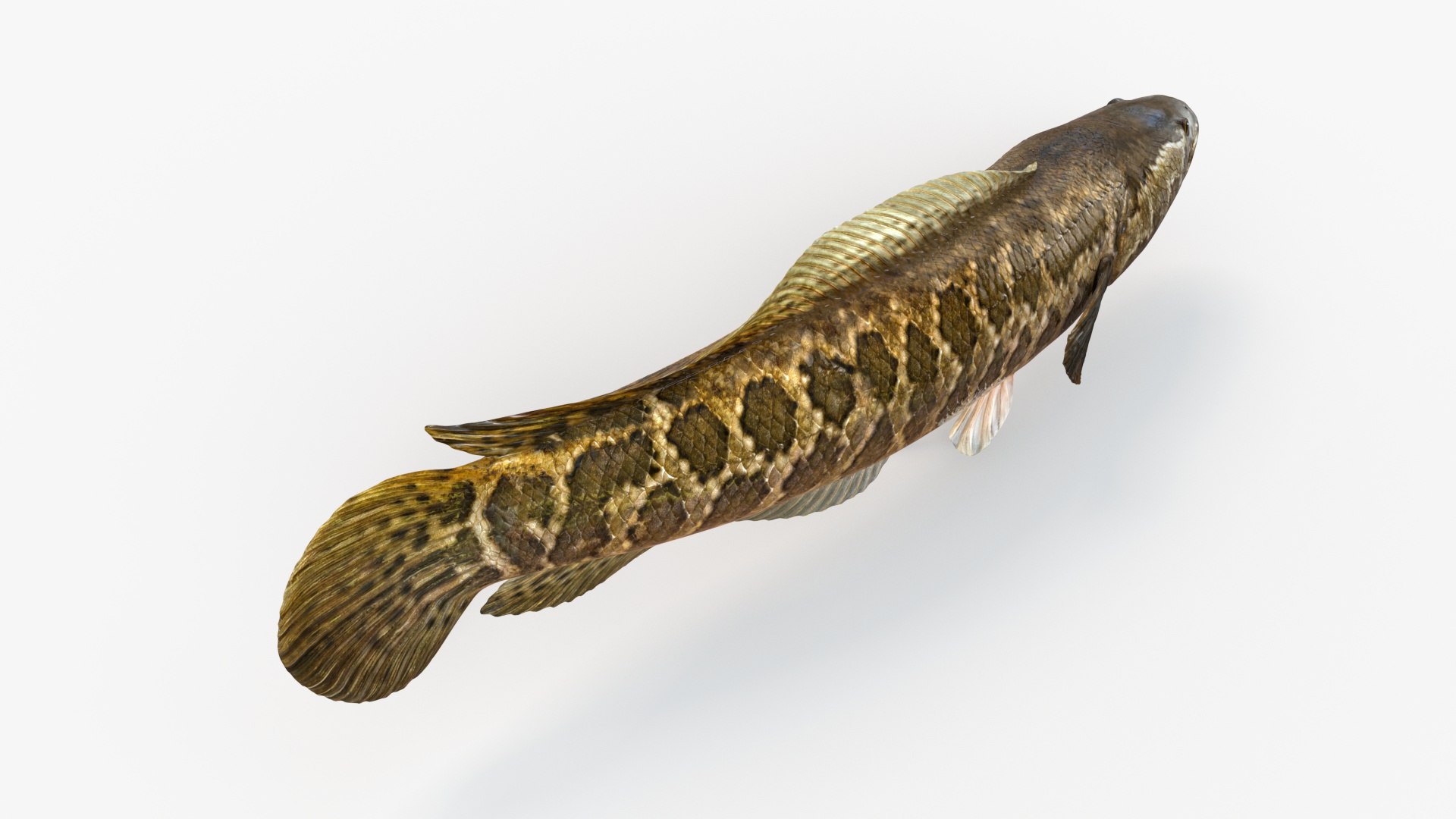Snakehead Fish Animated Model - TurboSquid 1815986