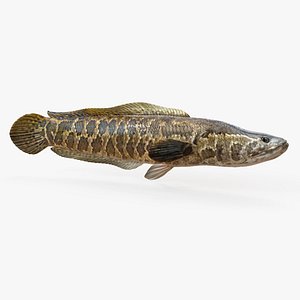 Snakehead fish Animated model