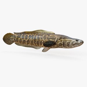 Snakehead fish Animated