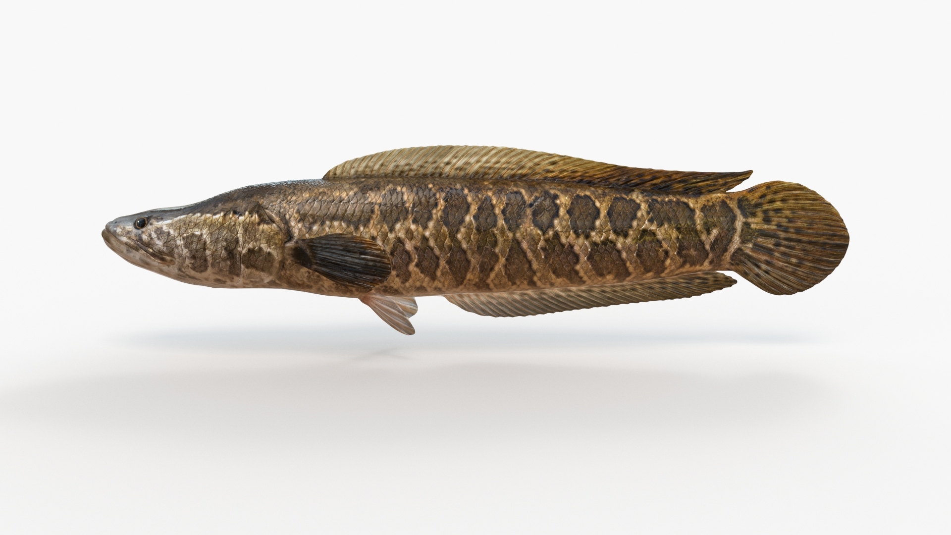 Snakehead Fish Animated Model - TurboSquid 1815986