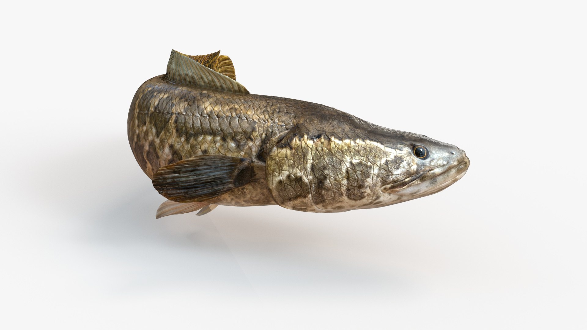 Snakehead Fish Animated Model - TurboSquid 1815986