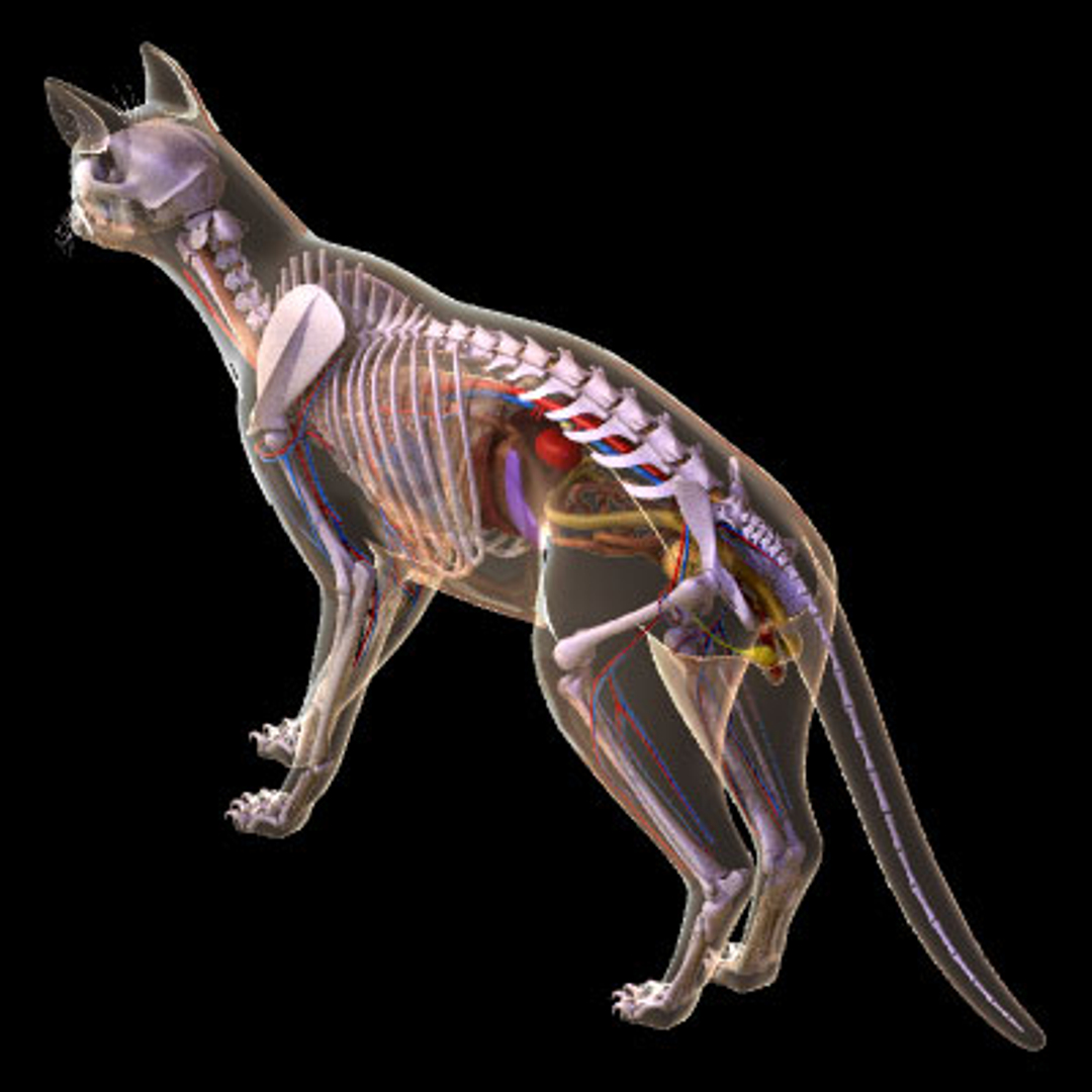 Скелет кота фото с описанием костей