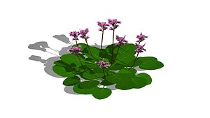 Bergenia cordifoilia